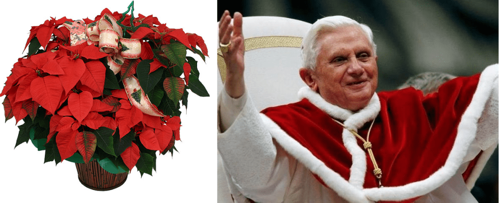 Quand Noël arrive, les Poinsettias  et les papes pourpres reviennent...