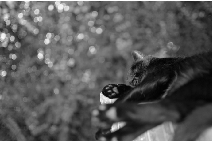 Copyright.Cat sleep Marina Ibarra-Site 500px